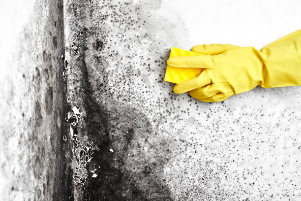 Certified Mold Removal in Corinth, TX