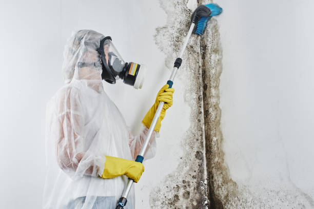 Trusted Corinth, TX Mold Removal Experts