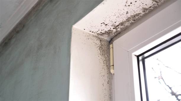 Best Home Mold Removal  in Corinth, TX