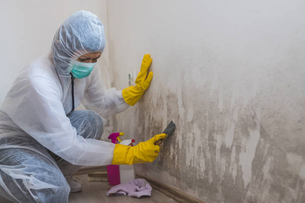 Best Attic Mold Removal  in Corinth, TX