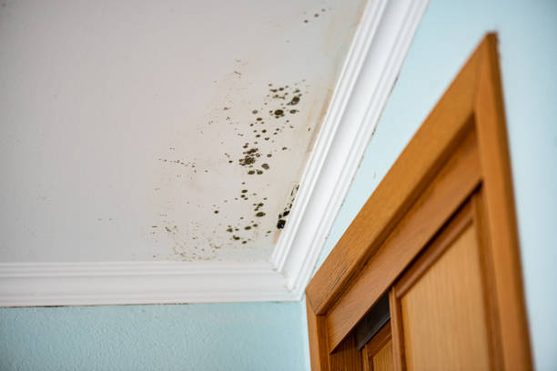 Reliable Corinth, TX Mold Removal Solutions