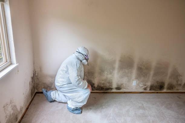 Best Toxic Mold Removal  in Corinth, TX