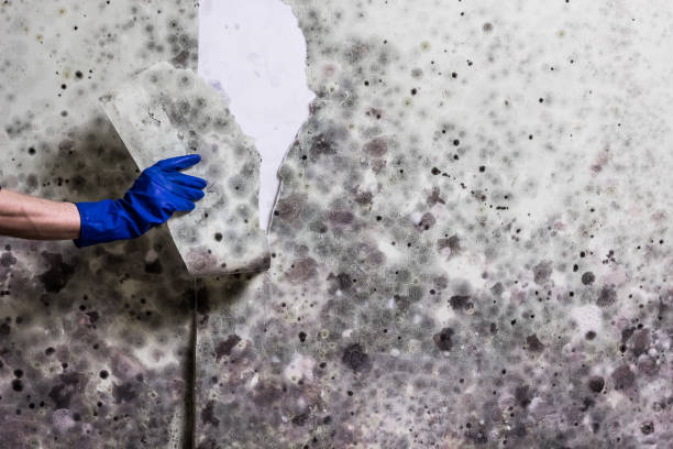 Best Crawl Space Mold Removal  in Corinth, TX